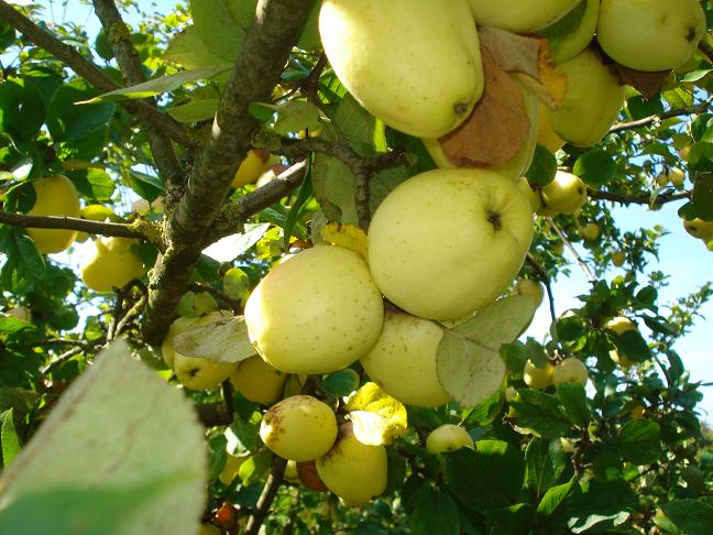  usterapfel