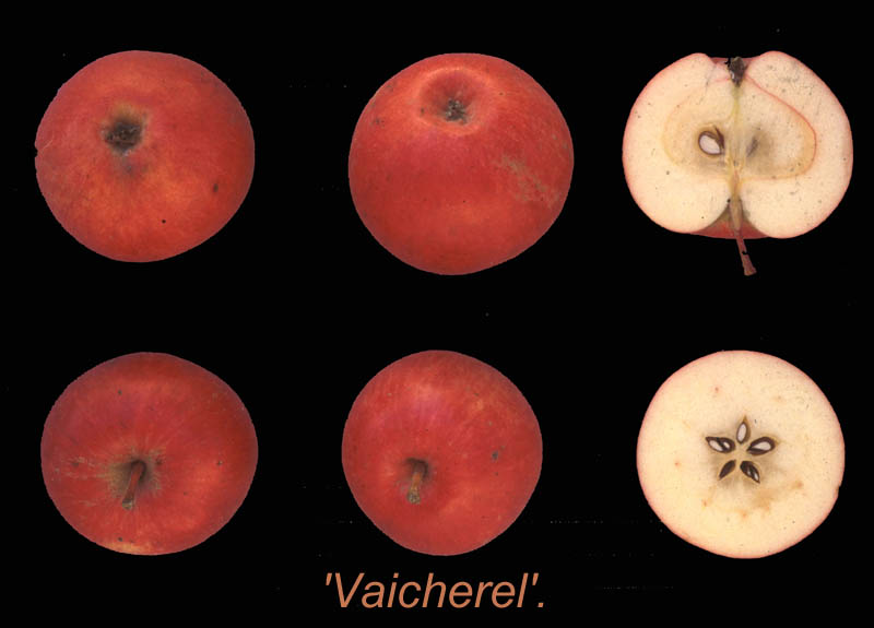  vaicherel