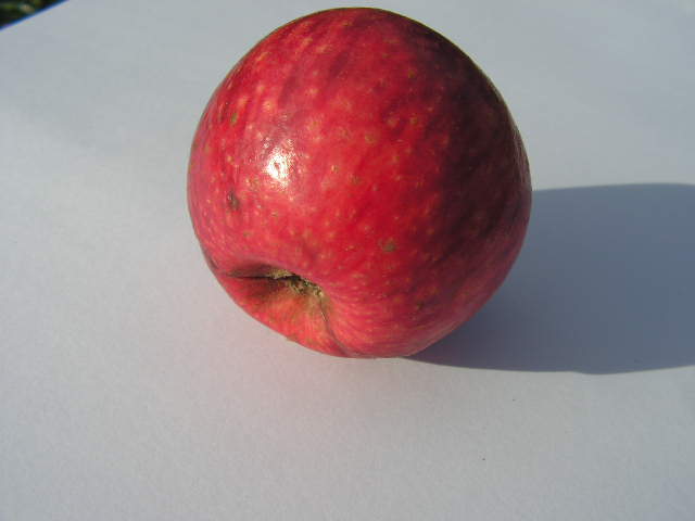  venda