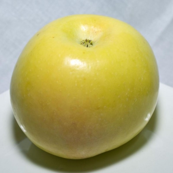  verde doncella