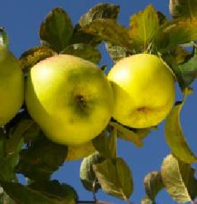  verdin d automne