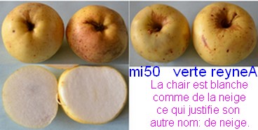  verte reyne