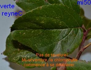  verte reyne