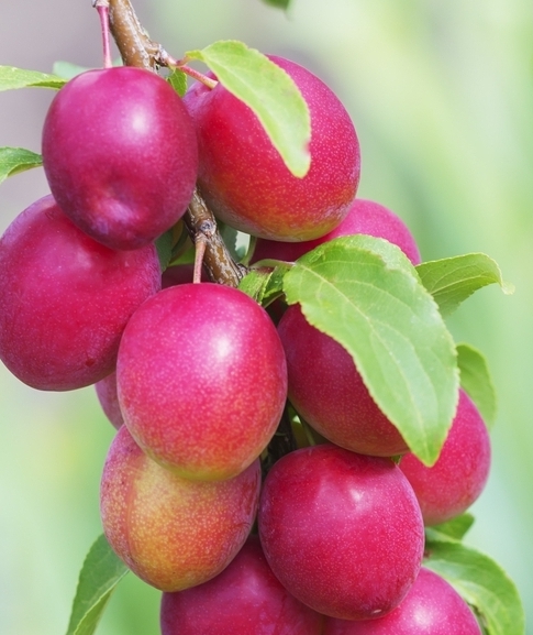  au rubrum