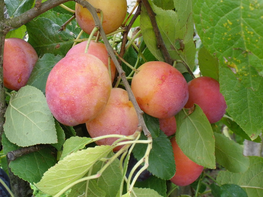  bavou