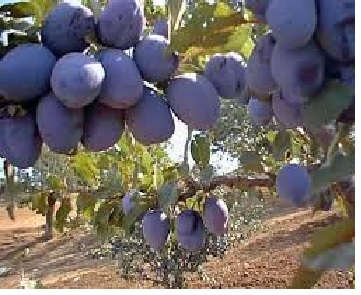  bleu de belgique
