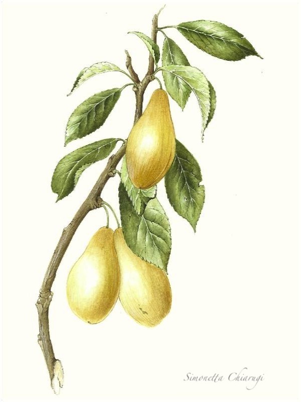  domestica var. basaricatta