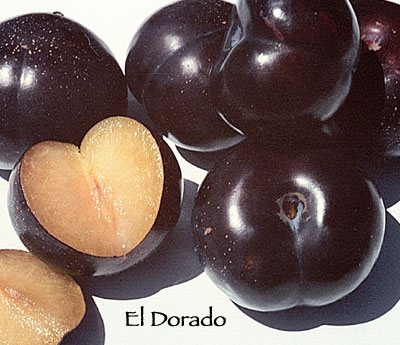  eldorado