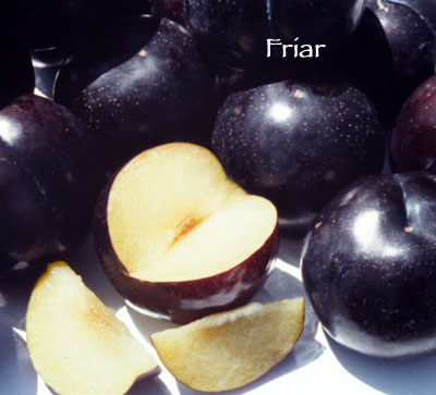  friar