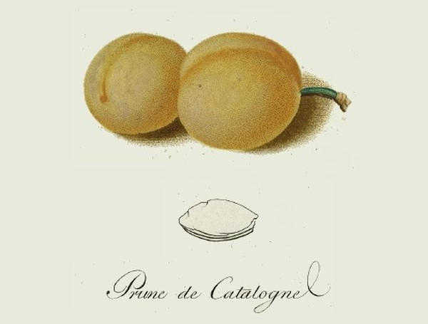  katalonischer spilling
