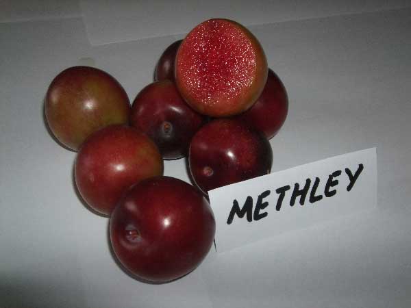  metley