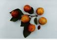  mirabelle de marvelise