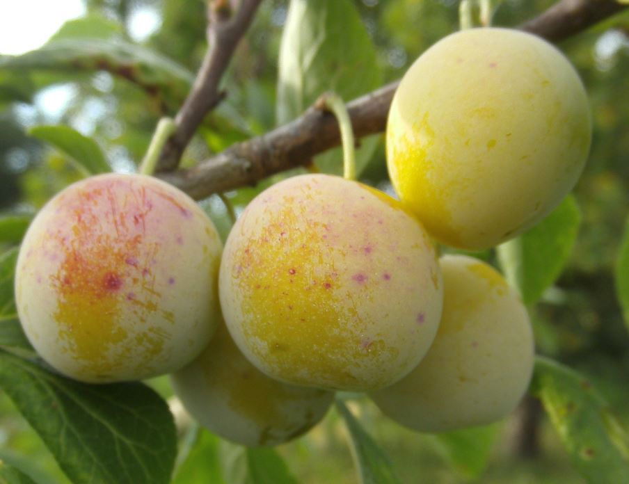  mirabelle de marvelise