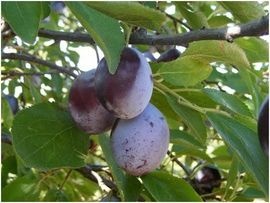  muscat de debrecen