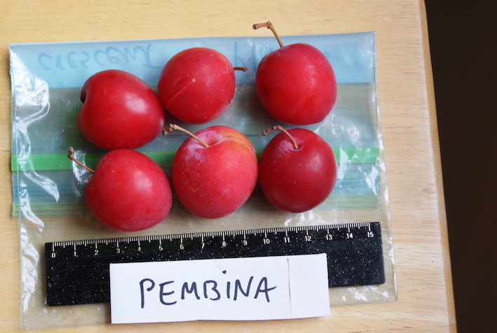  pembina