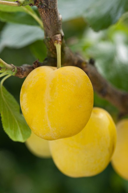  pershore or yellow egg