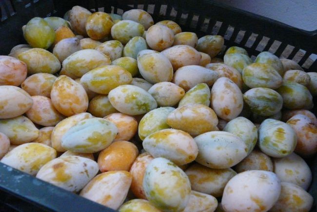  pershore or yellow egg