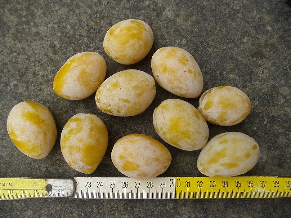  prune d`or