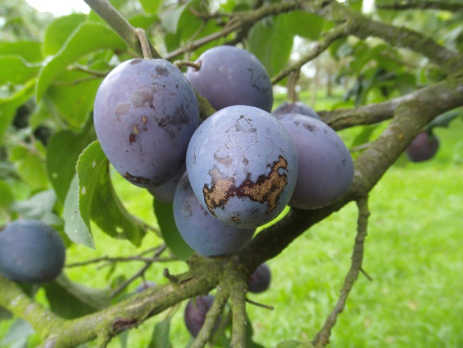  prune de neuchatel