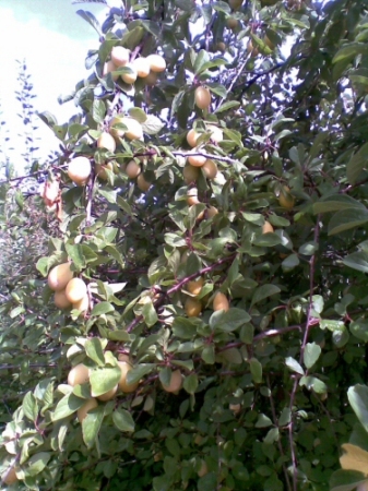  prunes jaunes