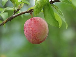  prunus salicina mandshurica