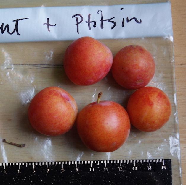  ptitsin