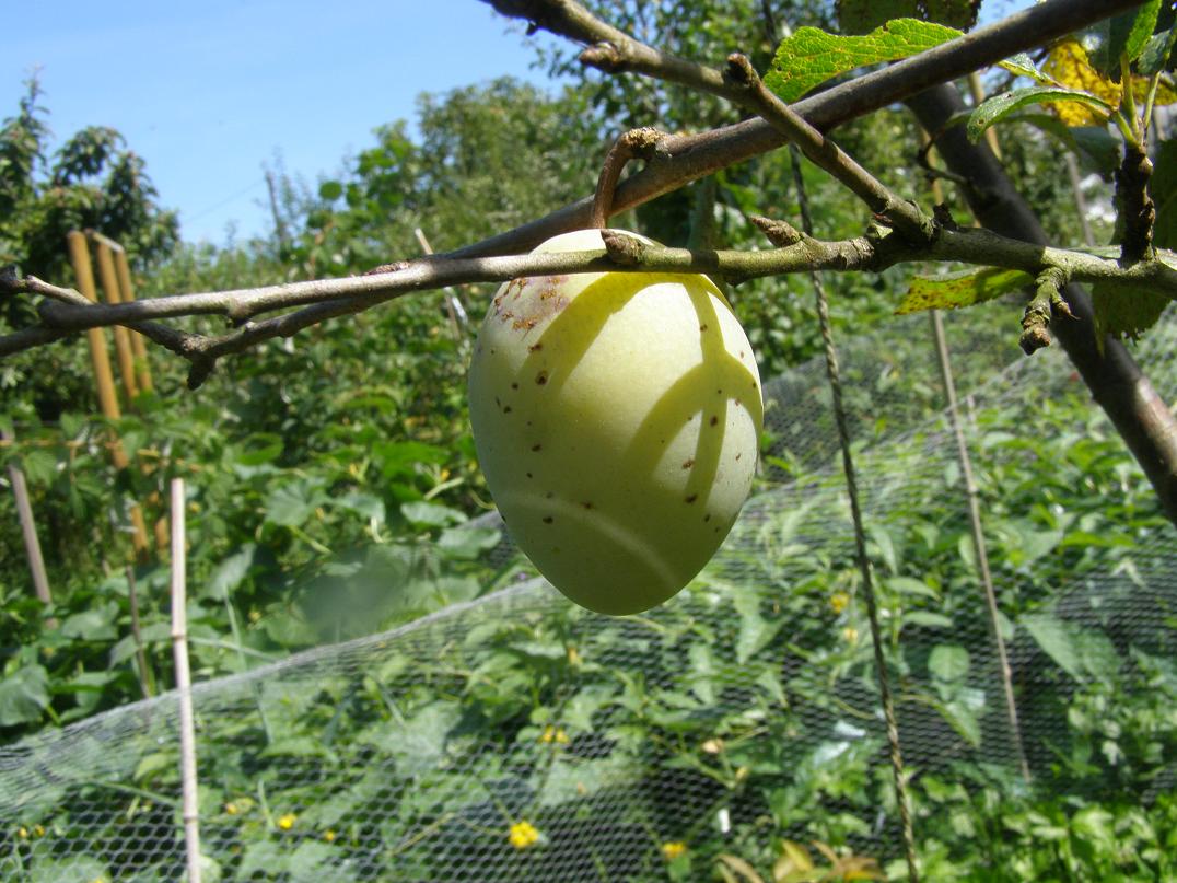  quetsche blanche de letricourt