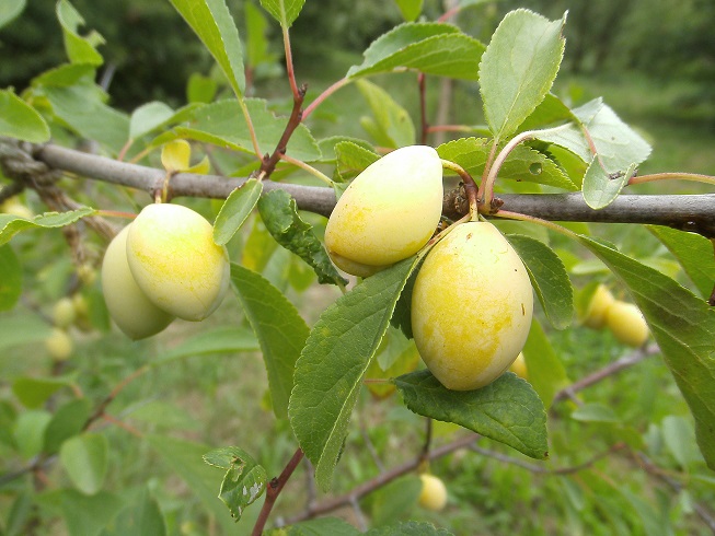  ramassine jaune