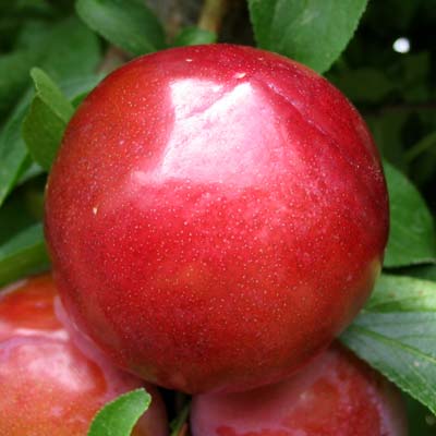  red beauty