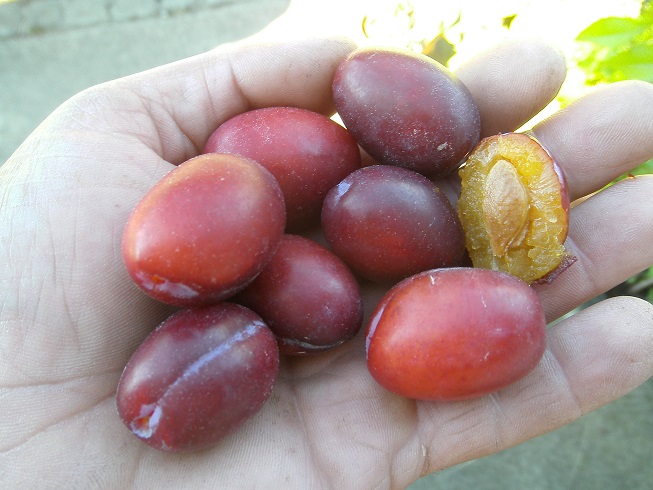  rouge de birrwil