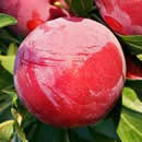  ruby sweet