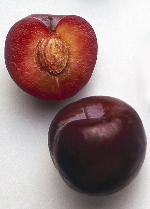  santa rosa (prunus salicina)