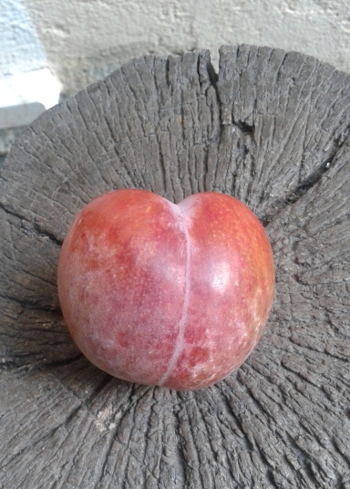  satsuma
