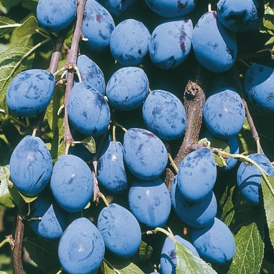  shropshire damson