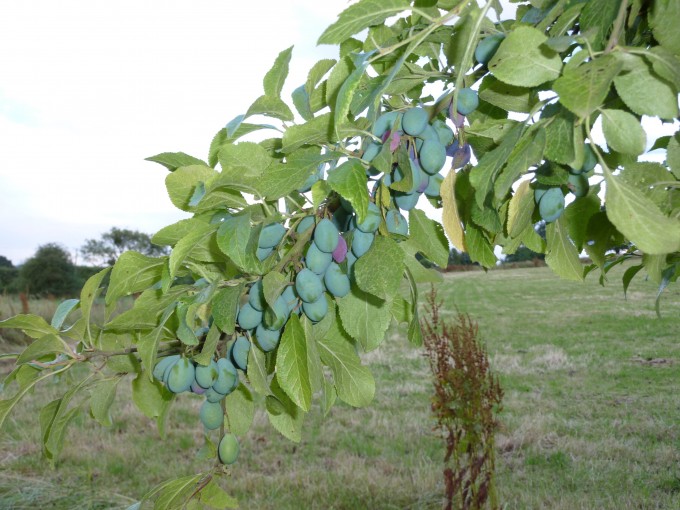  shropshire damson