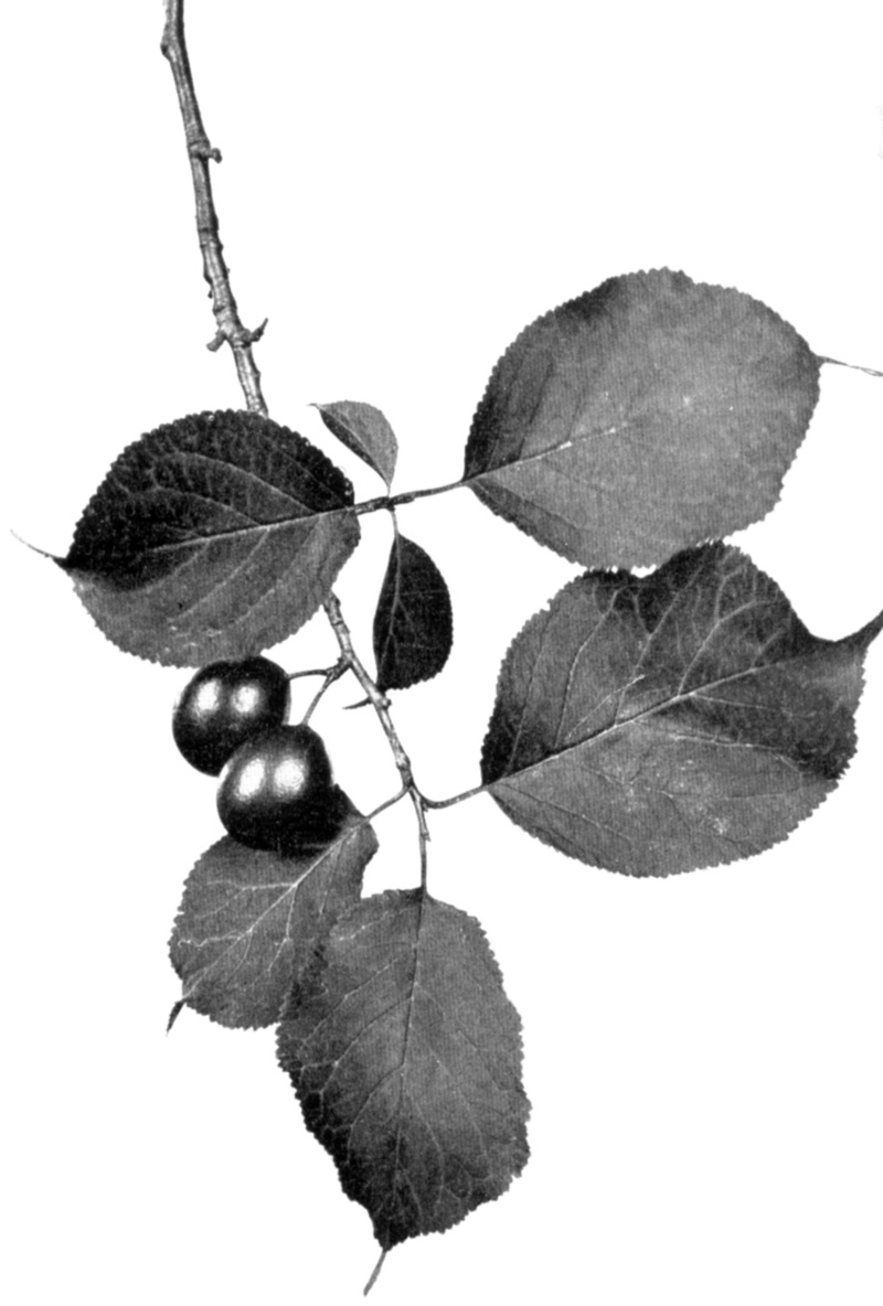  nigra