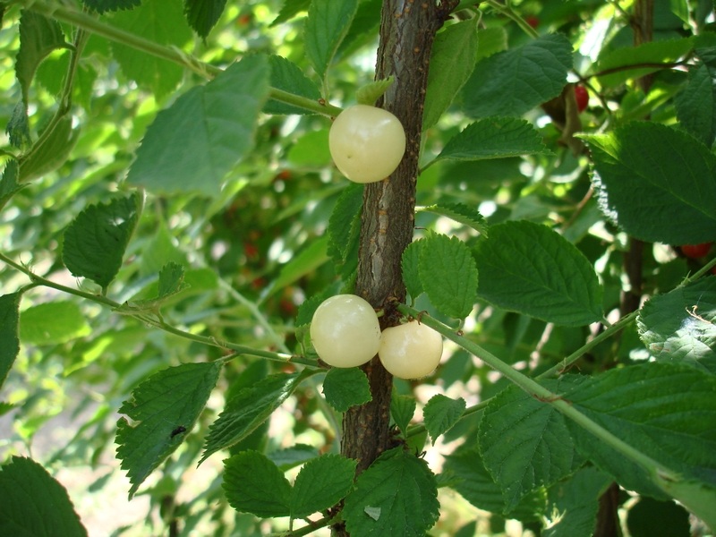  prunus tomentosa white