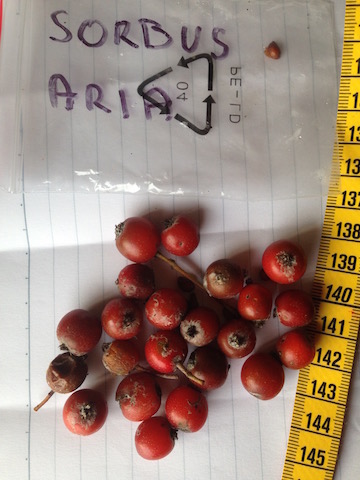  sorbus aria
