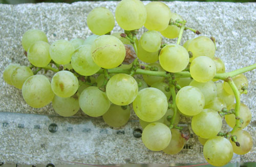  Chasselas Cioutat