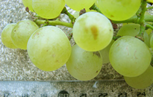  Chasselas Cioutat