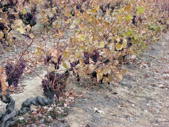  Clairette Rose