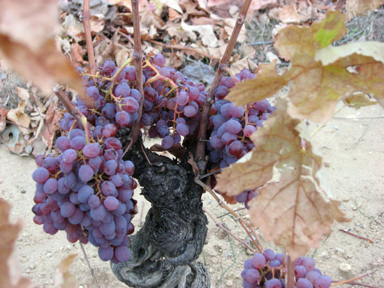  Clairette Rose