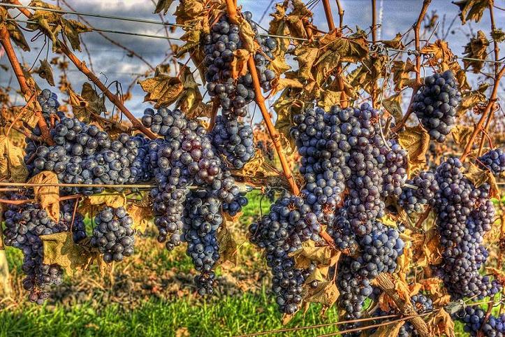  baco noir