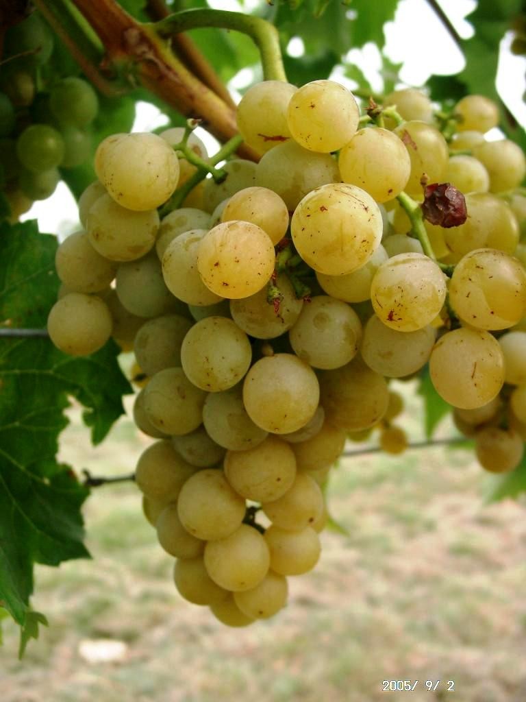  birstaler muscat