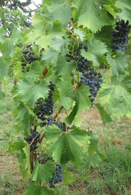  chambourcin