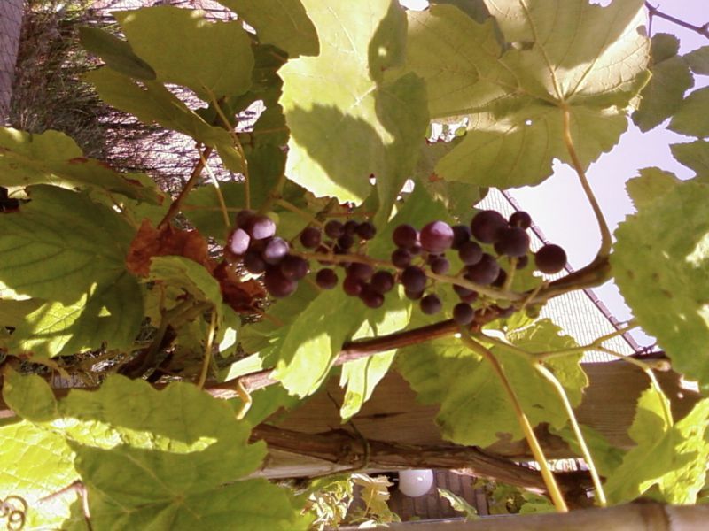  glenora seedless