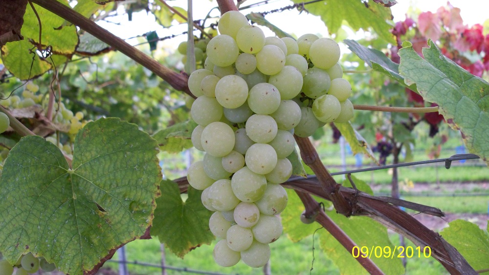  interlaken seedless
