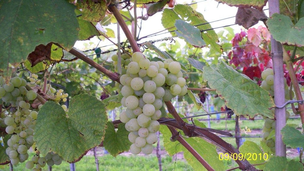  interlaken seedless