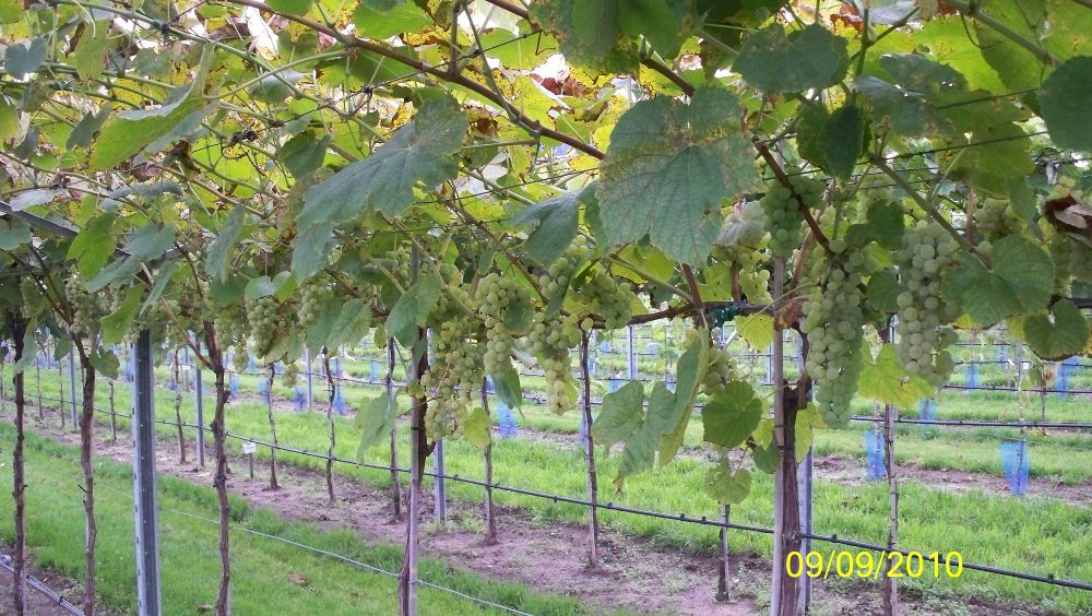  interlaken seedless