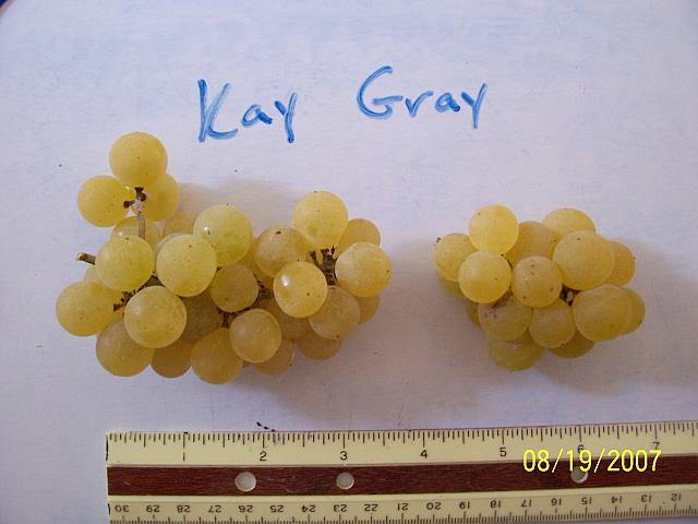  kay gray
